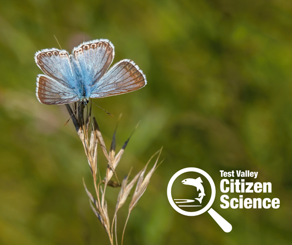 Blue butterfly on a plant